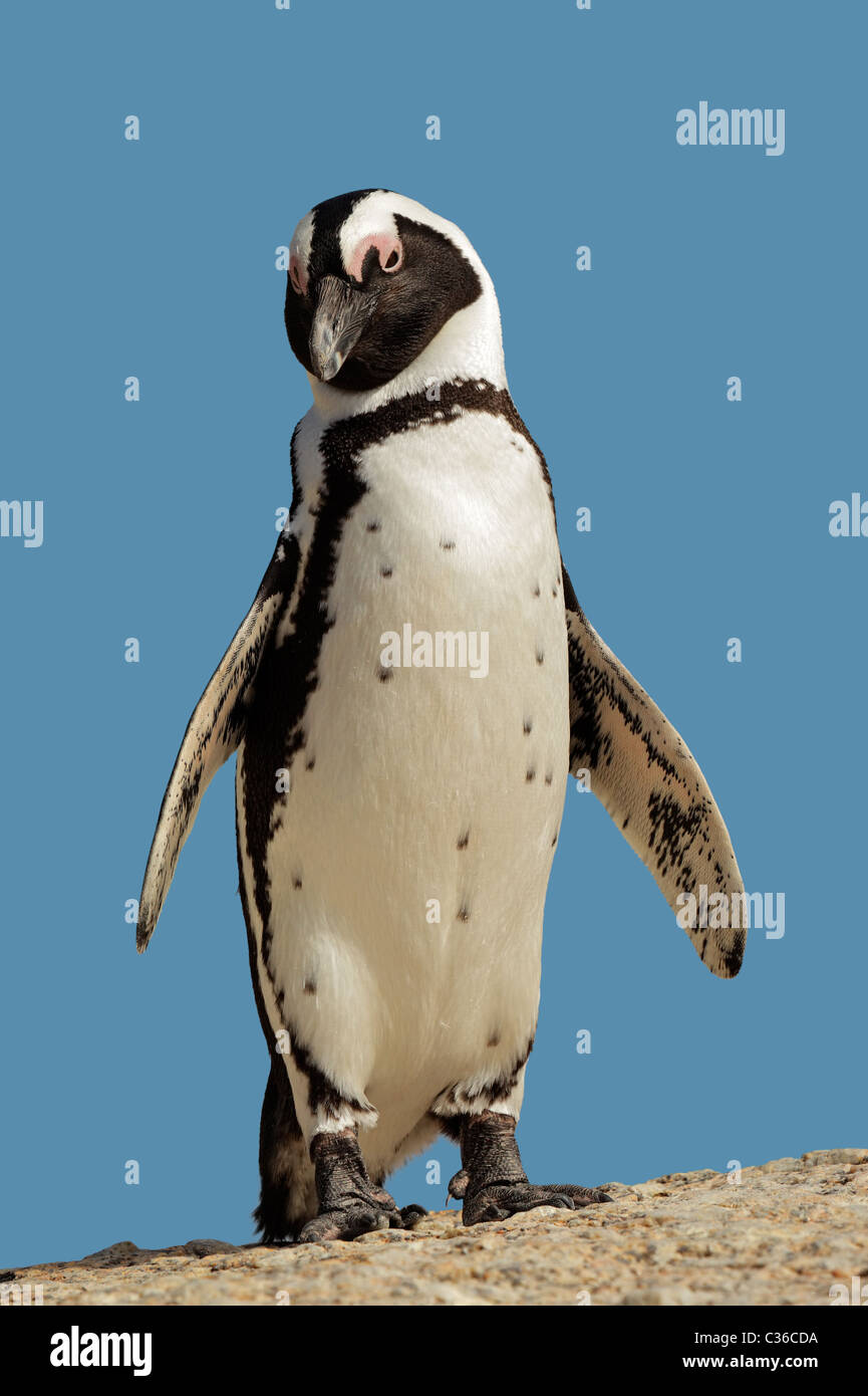 Afrikanische Pinguin (Spheniscus Demersus), Boulders Beach, Südafrika Stockfoto