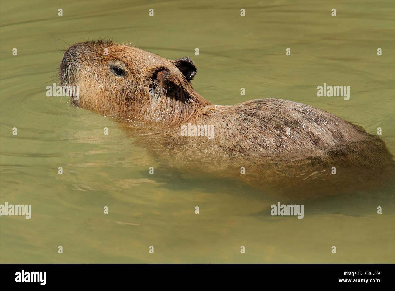 Wasserschwein (Hydrochoerus Hydrochaeris) Schwimmen im Wasser, Südamerika Stockfoto