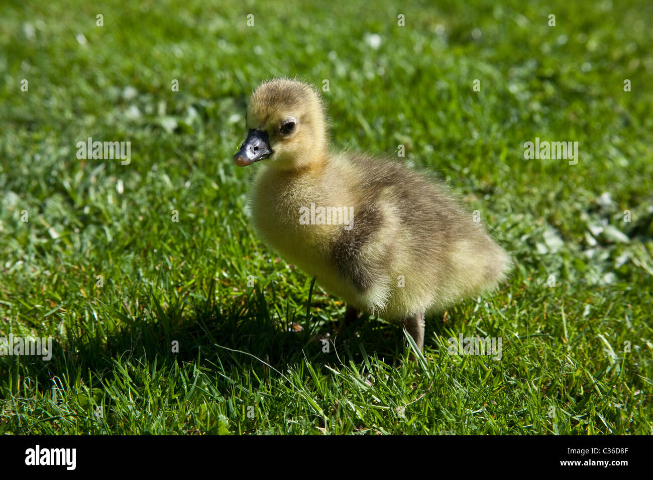 Baby Toulouse Gänse oder Goslings auf Rasen, Hampshire, England, Vereinigtes Königreich. Stockfoto