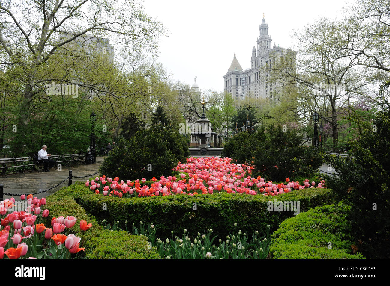 An einem regnerischen Tag im Frühling blühen die Tulpen im City Hall Park, New York City Municipal Building im Hintergrund. Stockfoto