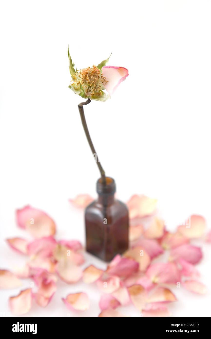 Nahaufnahme einer einzigen getrocknete rosa Rose auf weißem Hintergrund Stockfoto