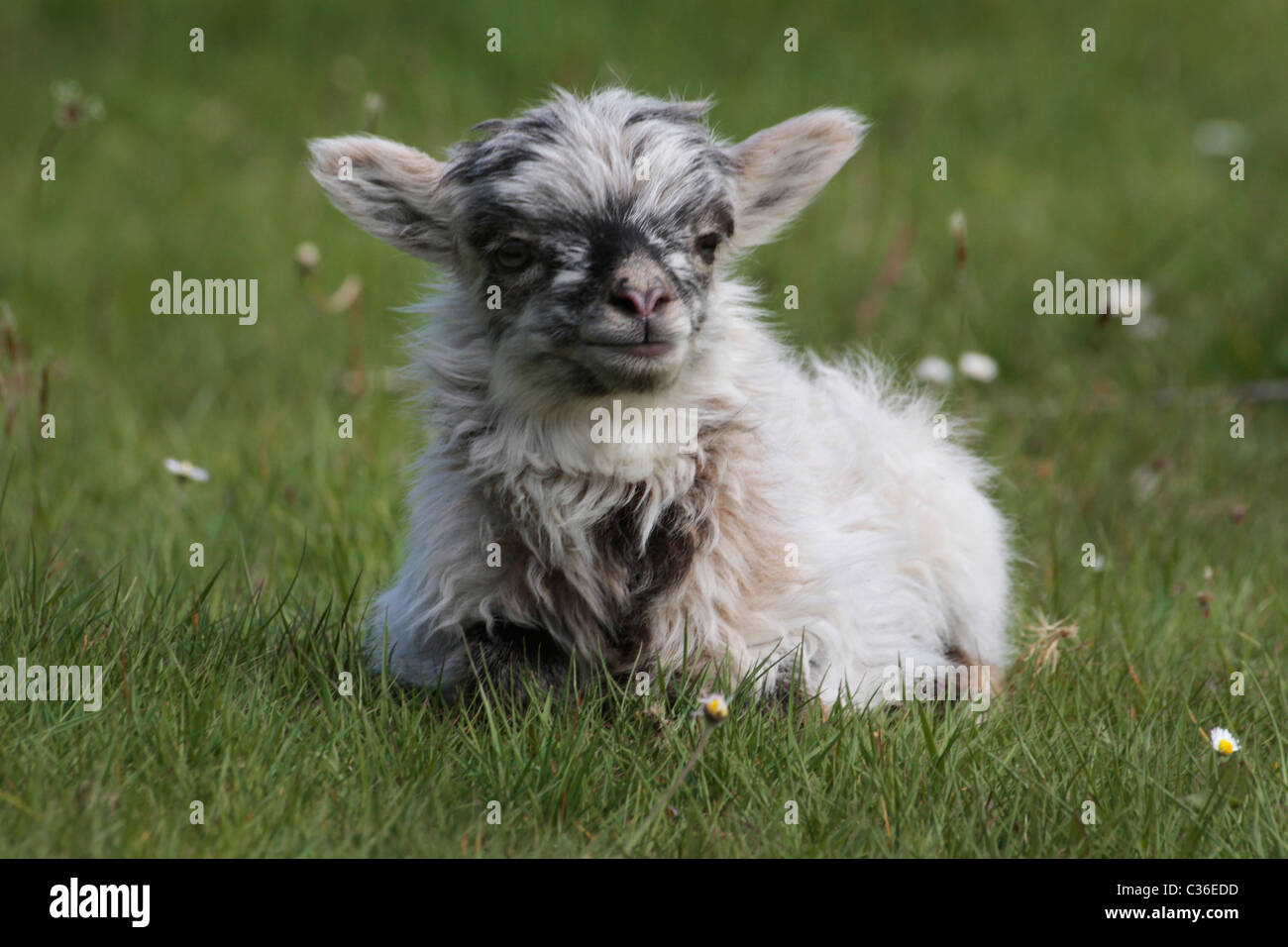 Seltene Rasse North Ronaldsay Schaf Stockfoto