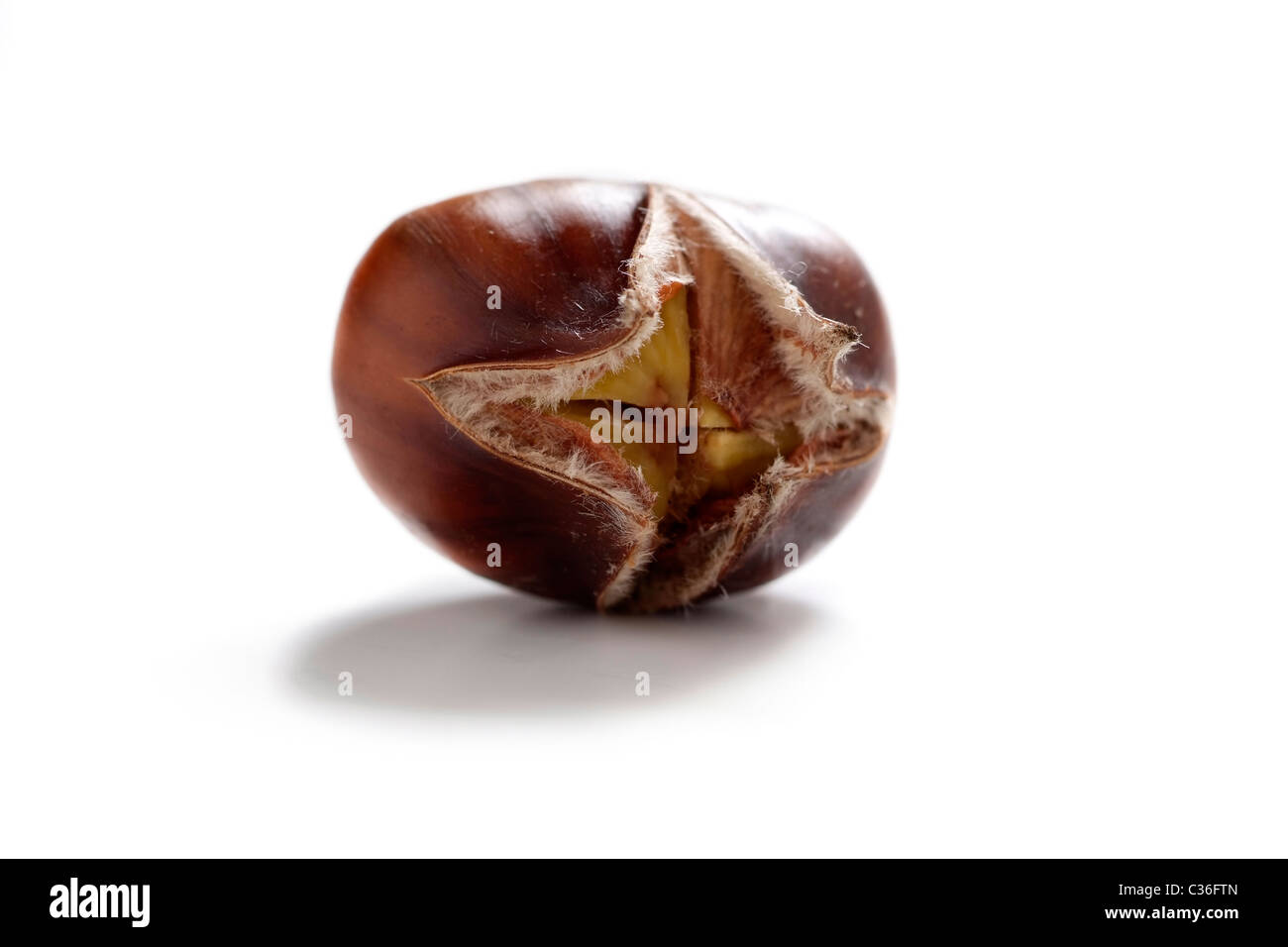 Einzelne Edelkastanie Stockfoto