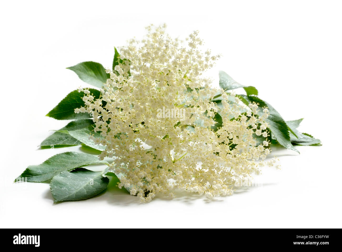 Holunderblüten Stockfoto
