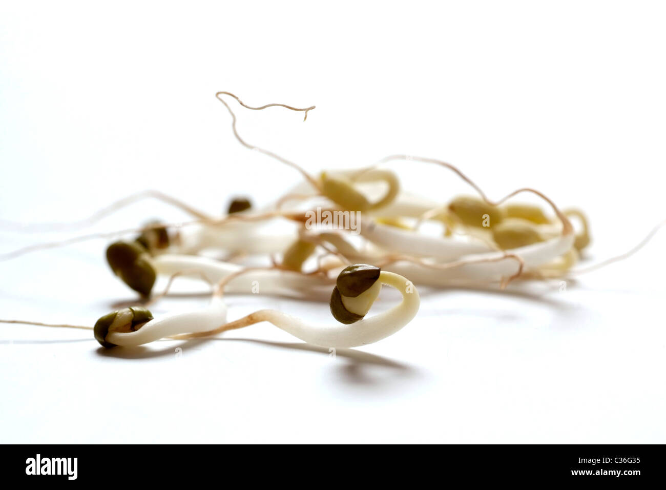 Sprossen von Sojabohnen Stockfoto