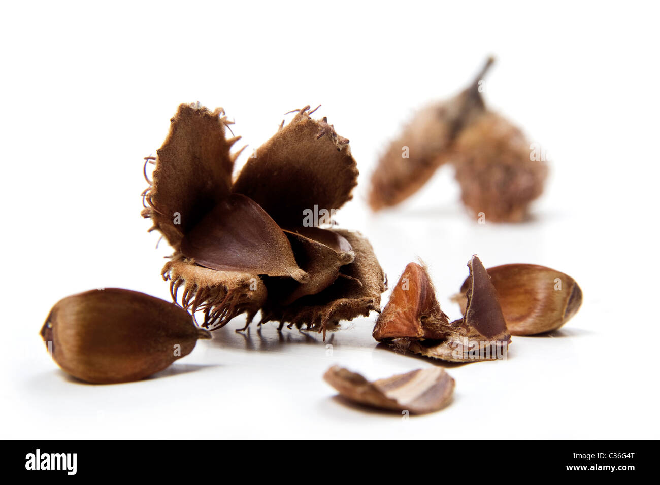 Bucheckern Stockfoto