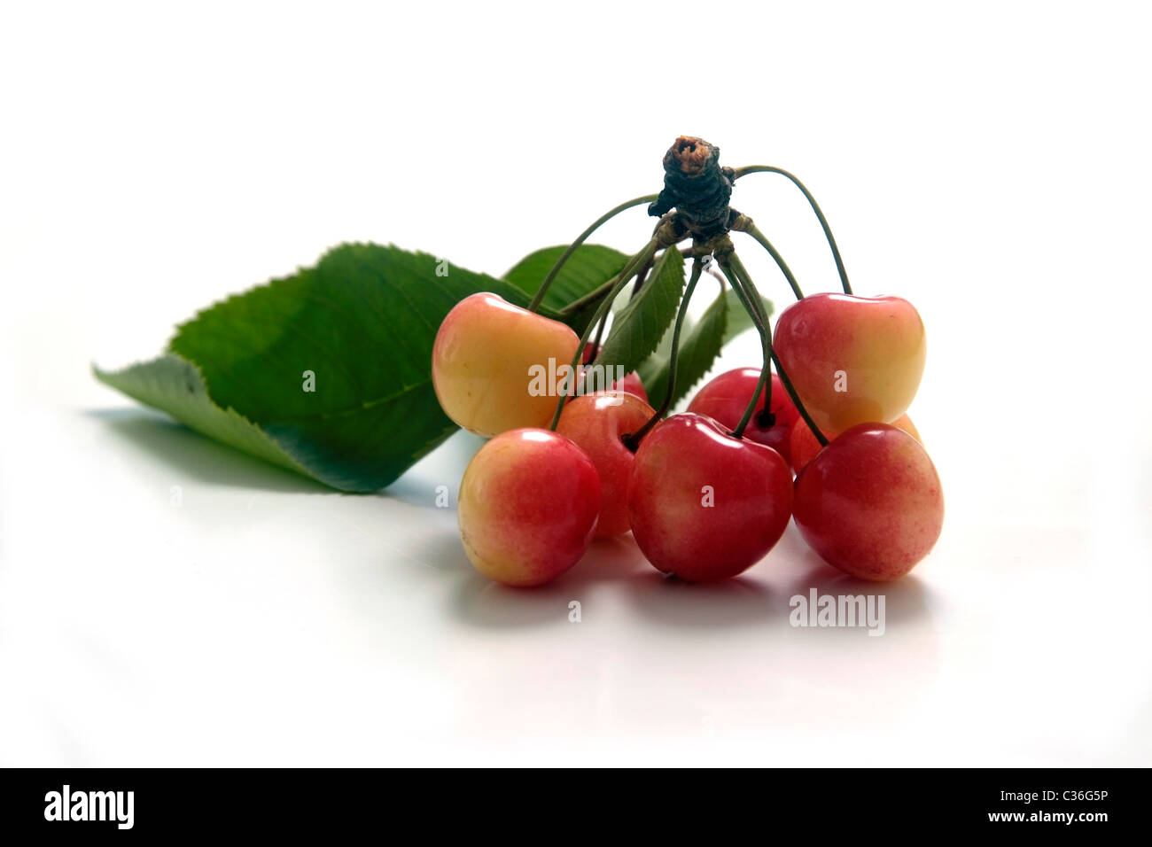 Kirsche Sorte Porzellankirsche mit Zweig und Blätter Stockfoto