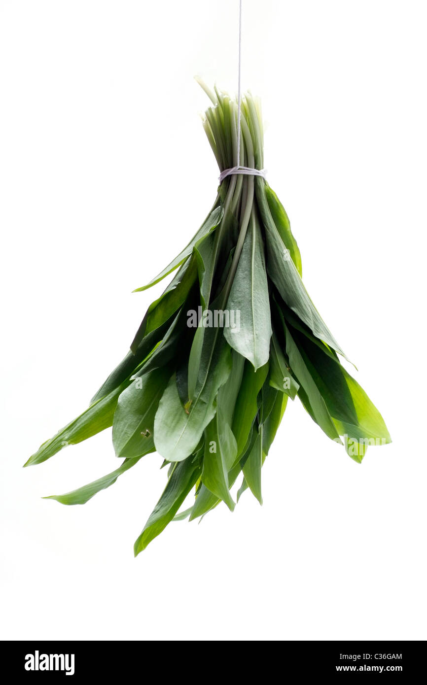 Reihe von Bärlauch Stockfoto