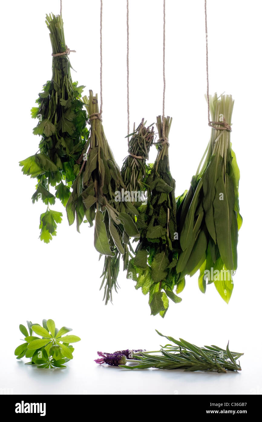 Trauben aus verschiedenen Kräutern wie Petersilie, Salbei, Rosmarin, Minze, Bärlauch, Waldmeister, Lavendel, Stockfoto