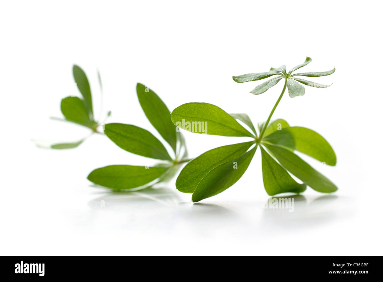 Waldmeister Stockfoto