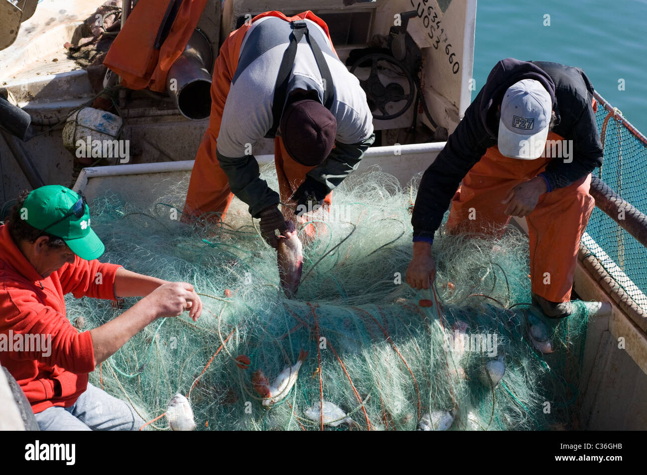 Entfernen Männer fangen Fische aus Netzen am Fischerhafen in Lagos, Portugal, Algarve Stockfoto