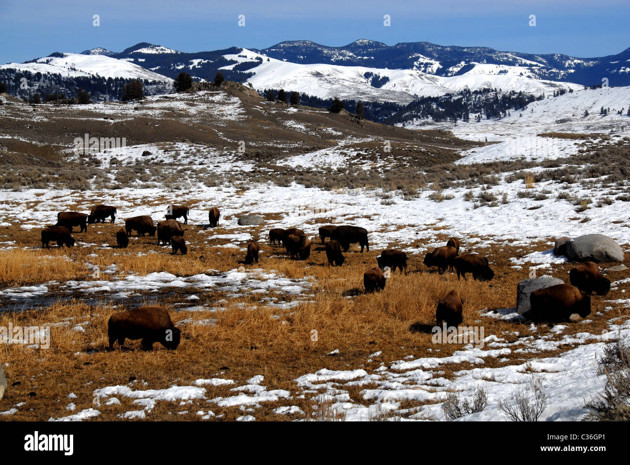 Bison Herde, Lamar Valley Spätwinter, Yellowstone-Nationalpark, Wyoming, USA Stockfoto