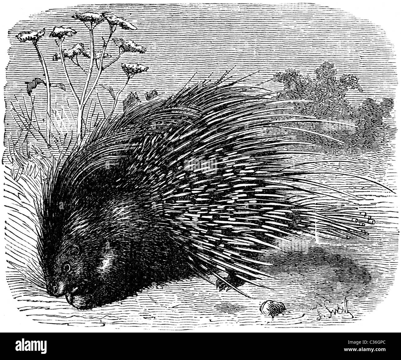 Buchillustration des 19. Jahrhunderts, 9. Ausgabe der Encyclopaedia Britannica, der Porcupine (1875) entnommen Stockfoto