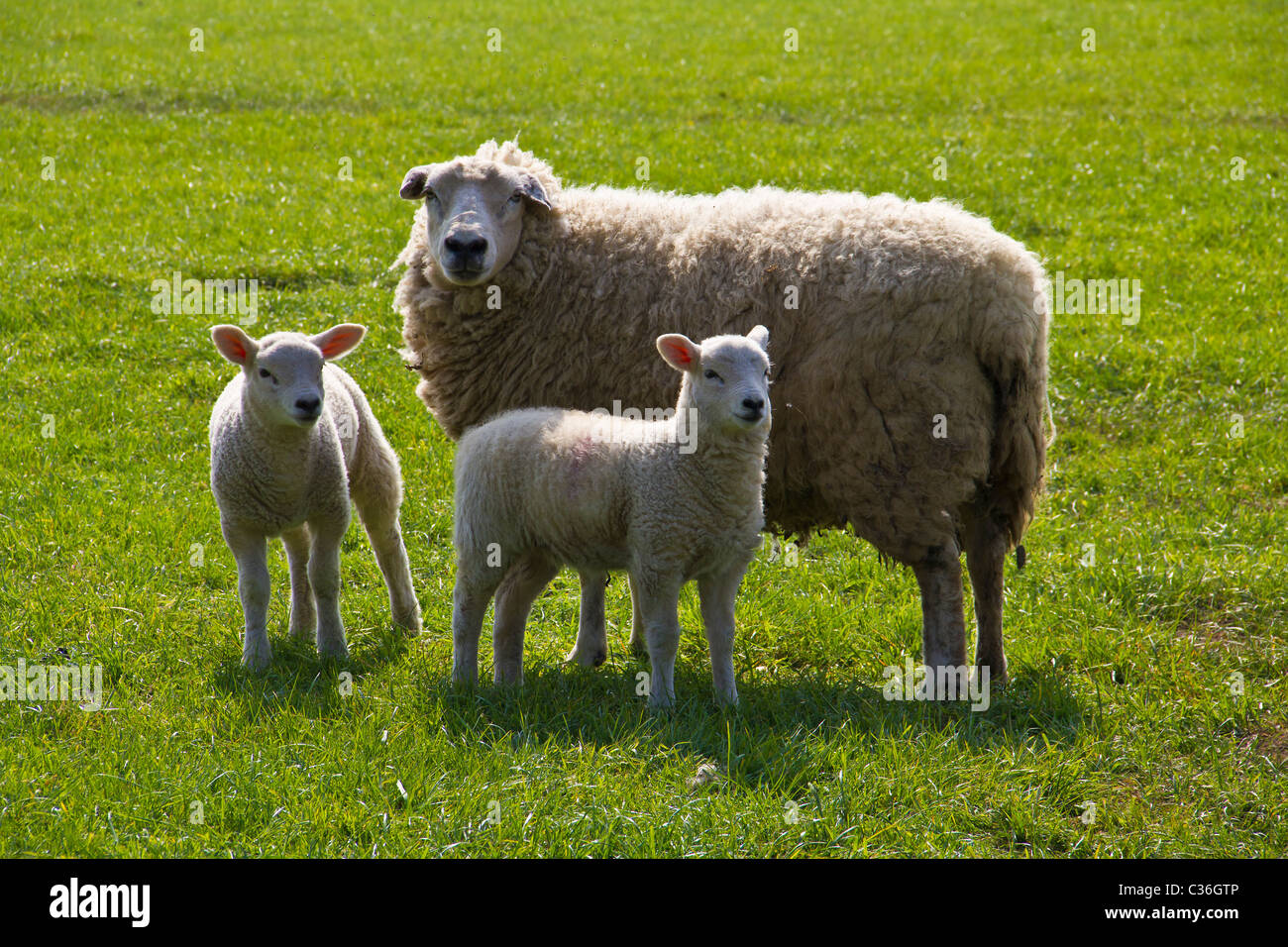 Diese Lämmer waren schaute mich betrachtet man sie an einem schönen Frühlingstag genießen. Stockfoto