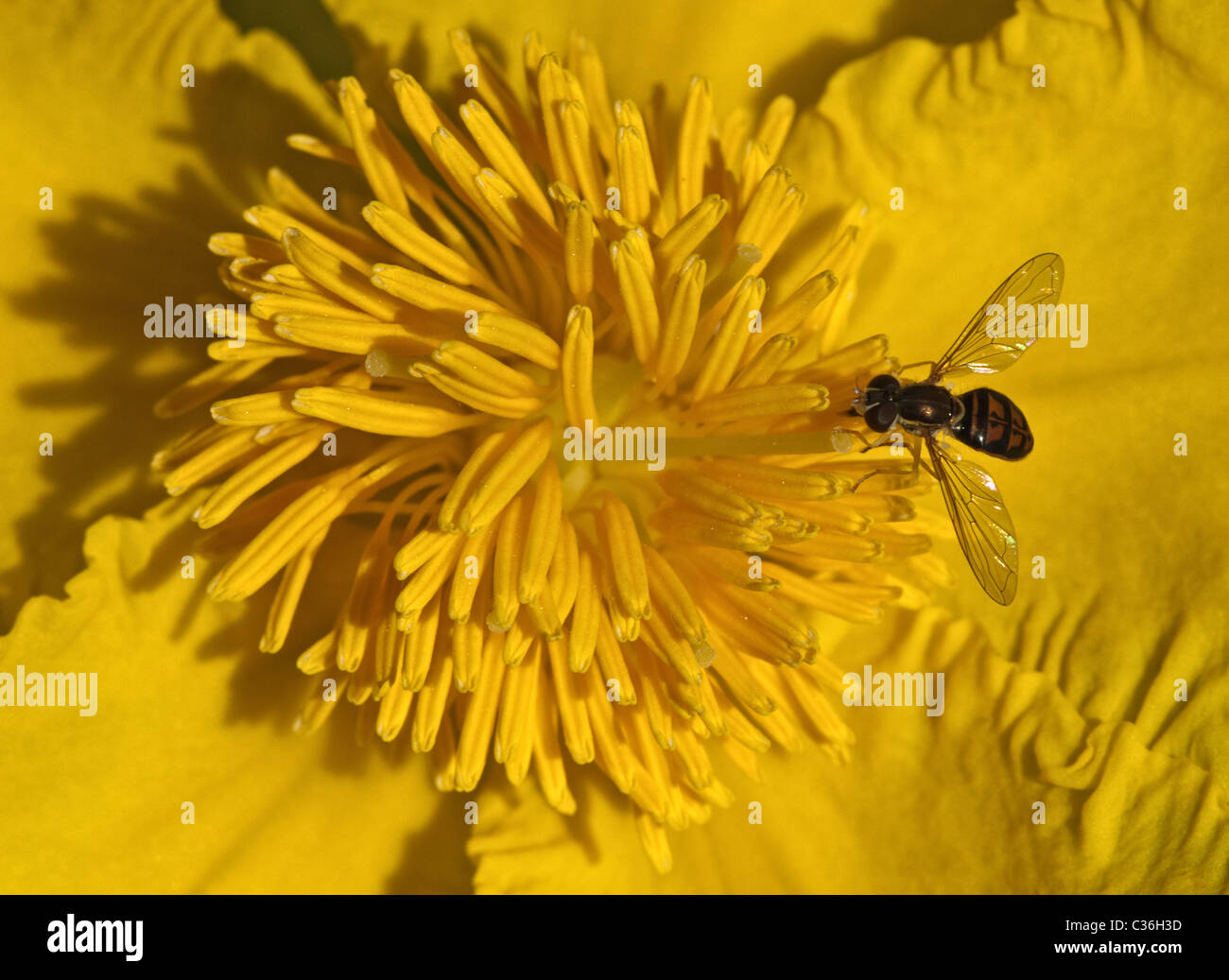 Kleine gelbe Blume mit fleißige Biene. Stockfoto