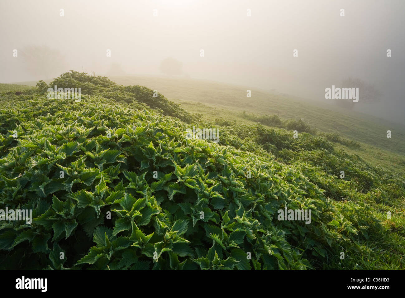 Gemeinsamen Brennesseln (Urtica Dioica) wächst auf Graben prahlen mit Frühling Nebel über den Somerset Levels. Somerset. England. VEREINIGTES KÖNIGREICH. Stockfoto