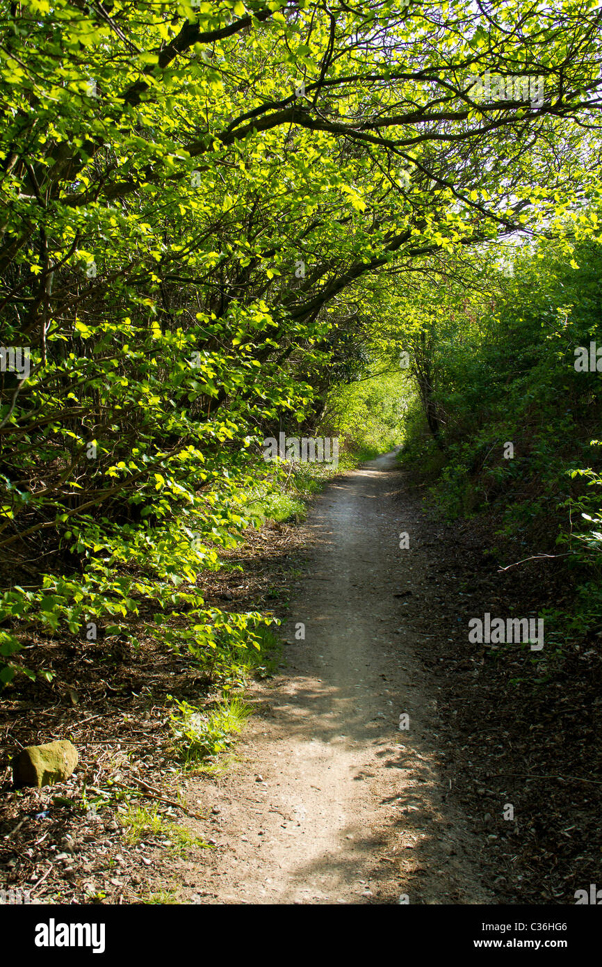 Einen schönen Weg durch einen Torbogen des schönen sonnigen Bäumen Stockfoto