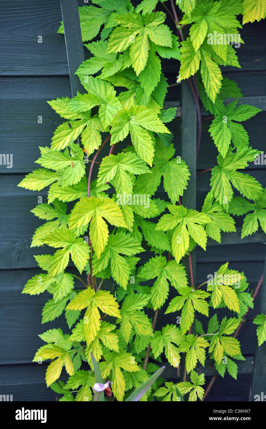 Golden Hop aufwachsen ein Spalier Stockfoto