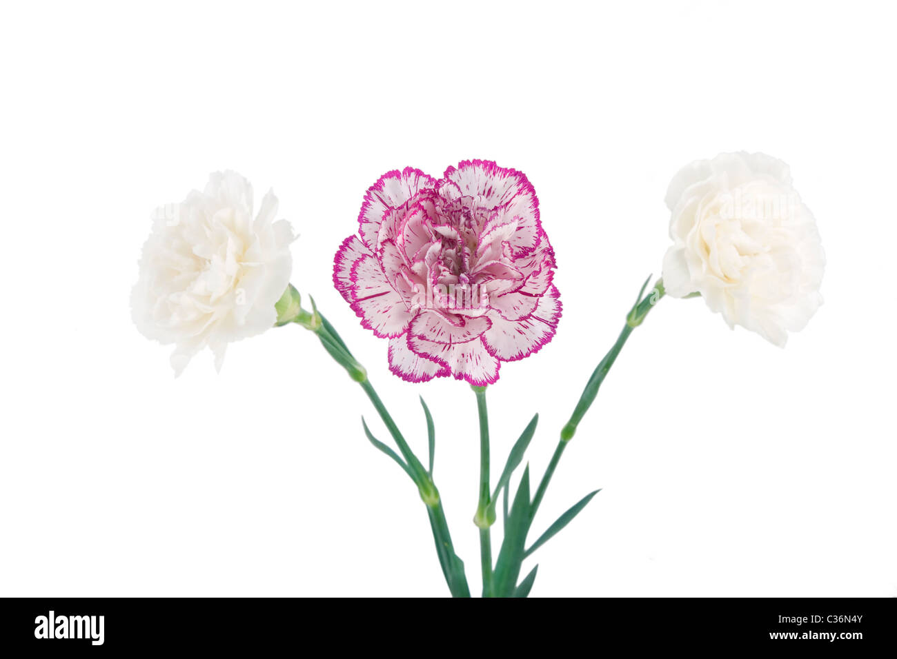 weiß und Rosa blühenden Nelken auf weißem Hintergrund Stockfoto