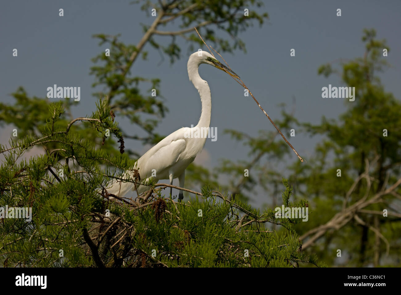 Silberreiher (Casmerodius Albus) während des Fluges mit Verschachtelung Materialien - Louisiana, USA Stockfoto