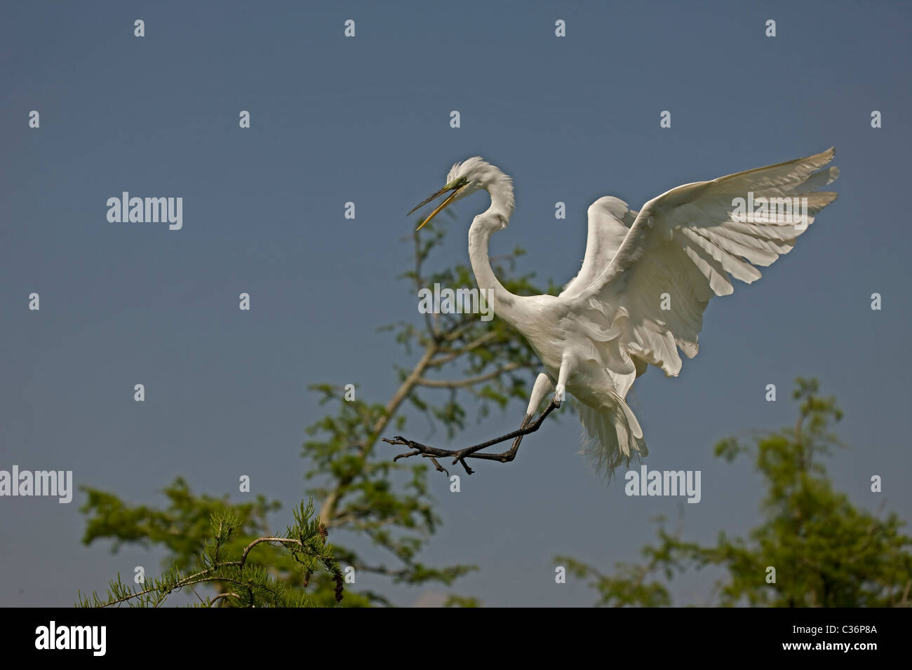 Silberreiher (Casmerodius Albus) - In Flug - Louisiana - USA - von den meisten anderen weißen Reiher zeichnet sich durch große Größe Stockfoto