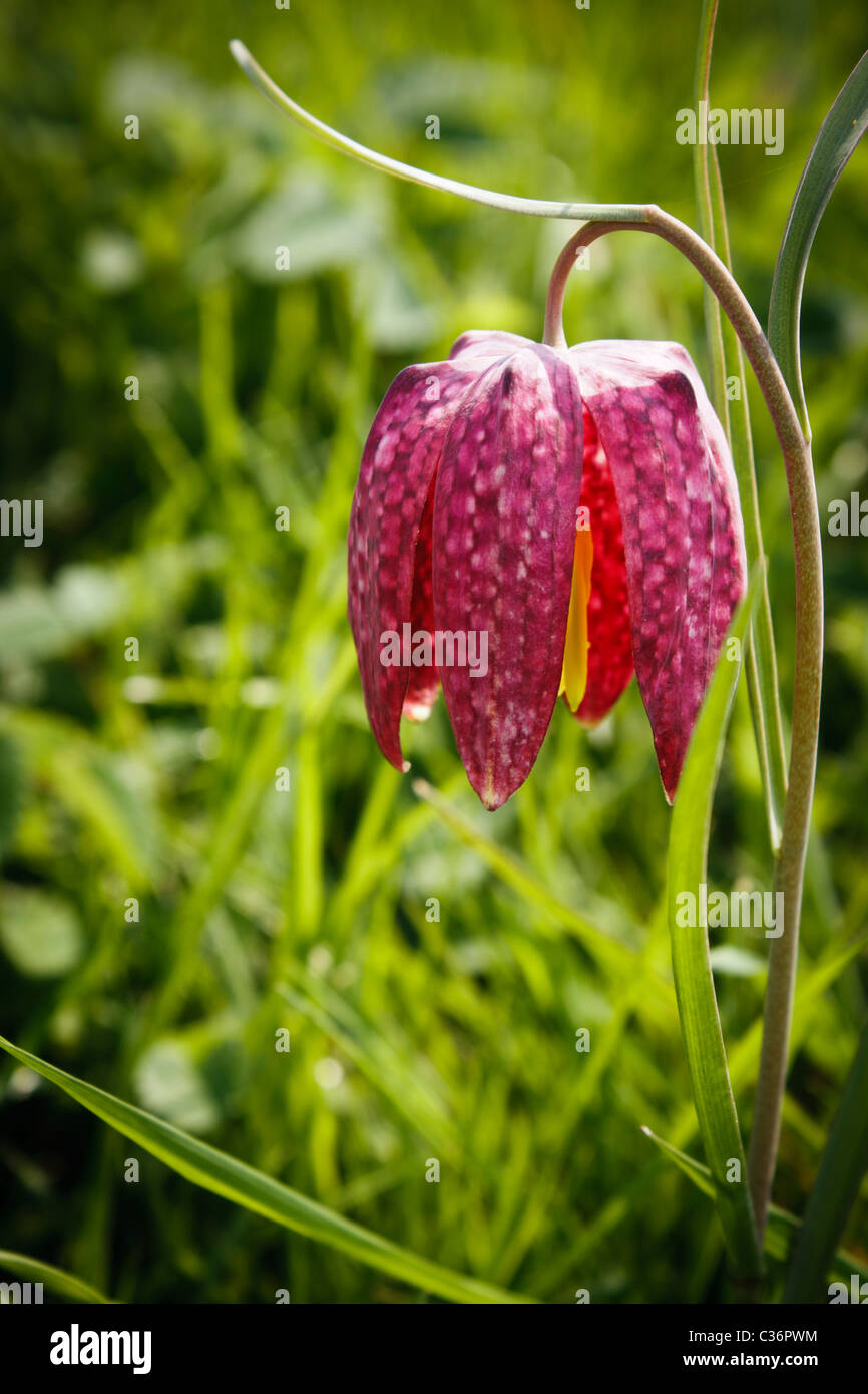 Die Schlange Kopf Fritillary, Fritillaria meleagris. Ducklington, Oxfordshire, England, UK. Stockfoto