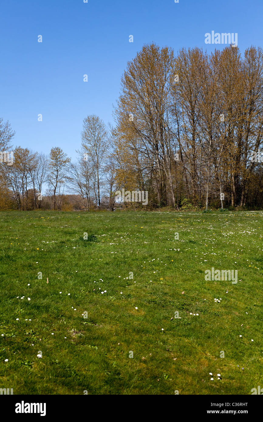 Frühling-Rasen und Baum für Hintergrund Stockfoto