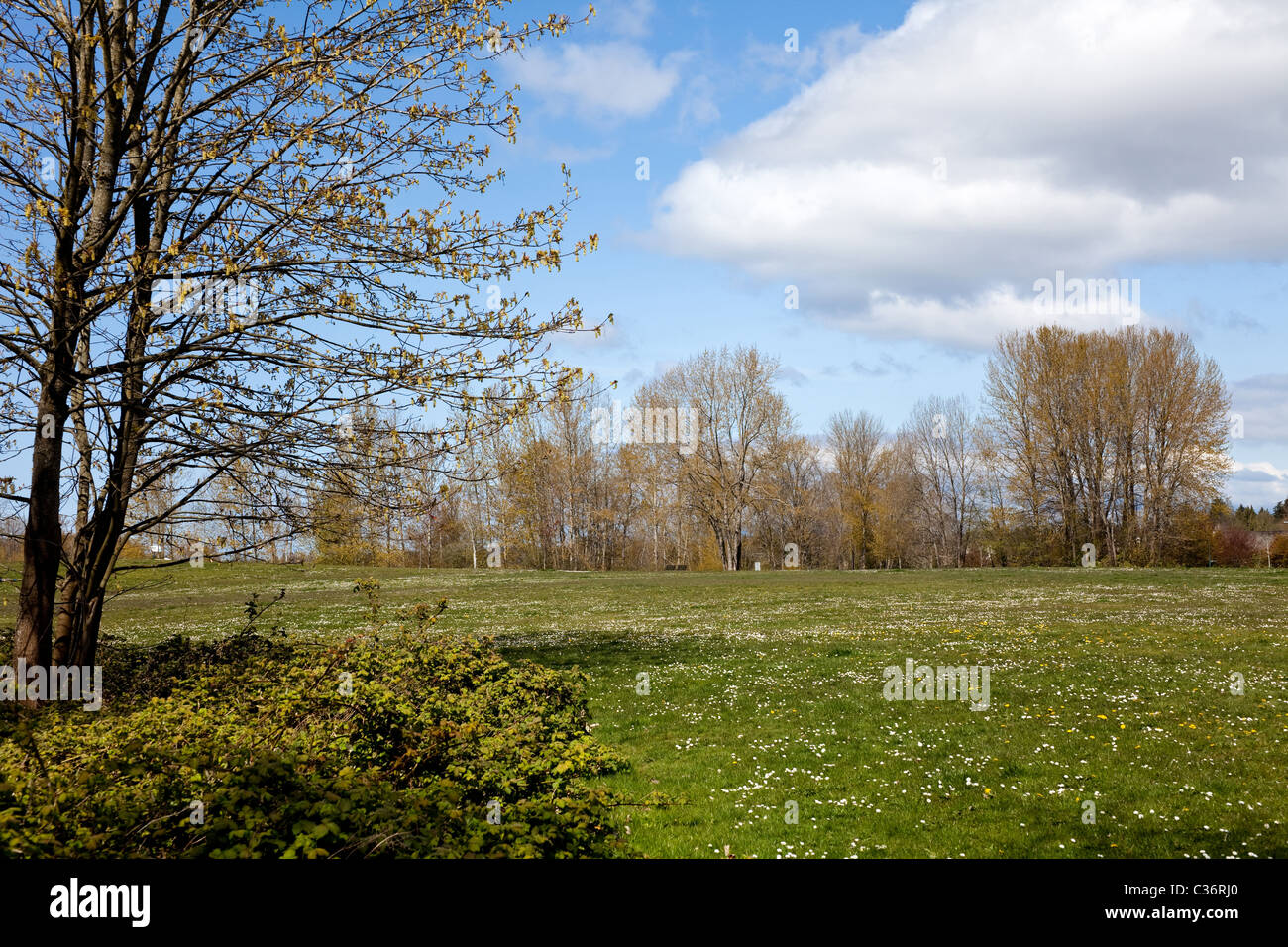 Frühling-Rasen und Baum für Hintergrund Stockfoto