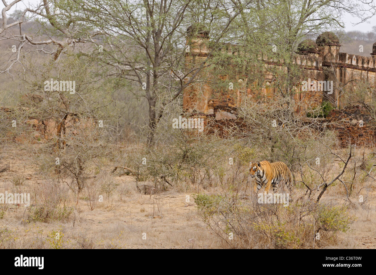 Tiger in seinem Lebensraum in Ranthambhore National Park, mit einem alten Palast in den backgroud Stockfoto