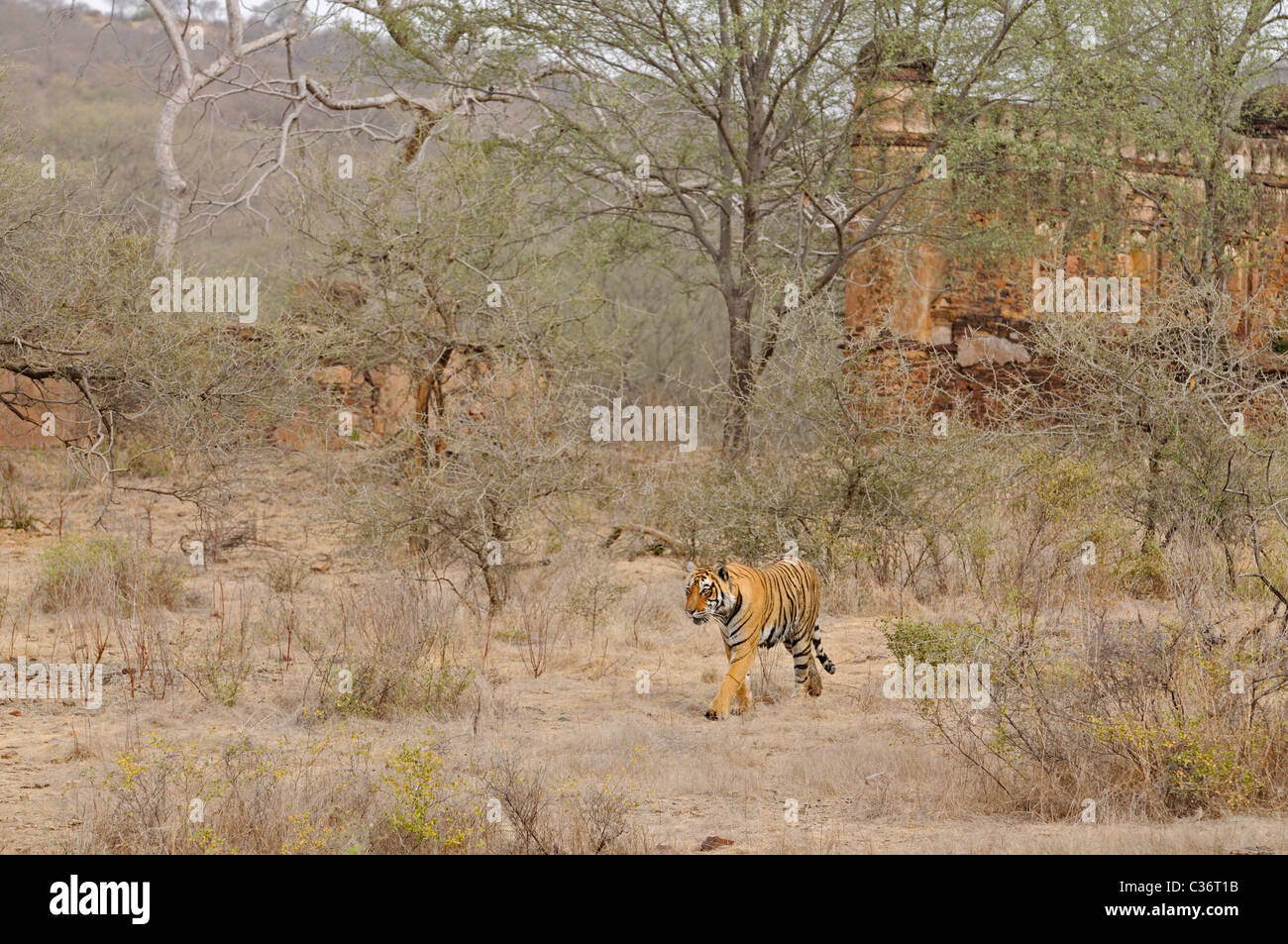 Tiger in seinem Lebensraum in Ranthambhore National Park, mit einem alten Palast in den backgroud Stockfoto