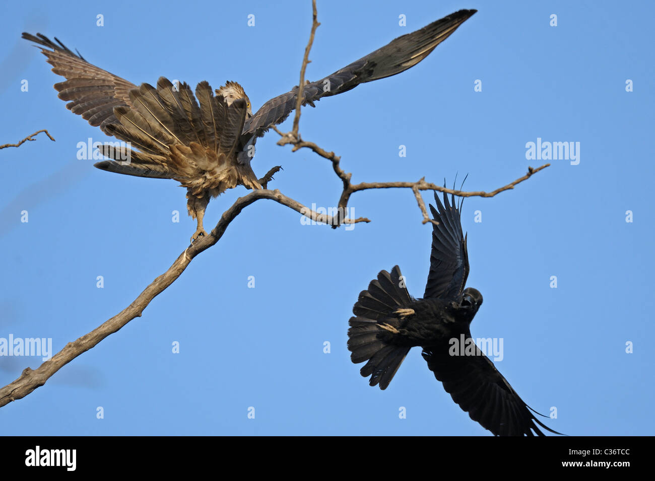 Dschungel Krähe (Breite berechnet Crow) Angriff auf eine orientalische Wespenbussard in Ranthambhore Stockfoto