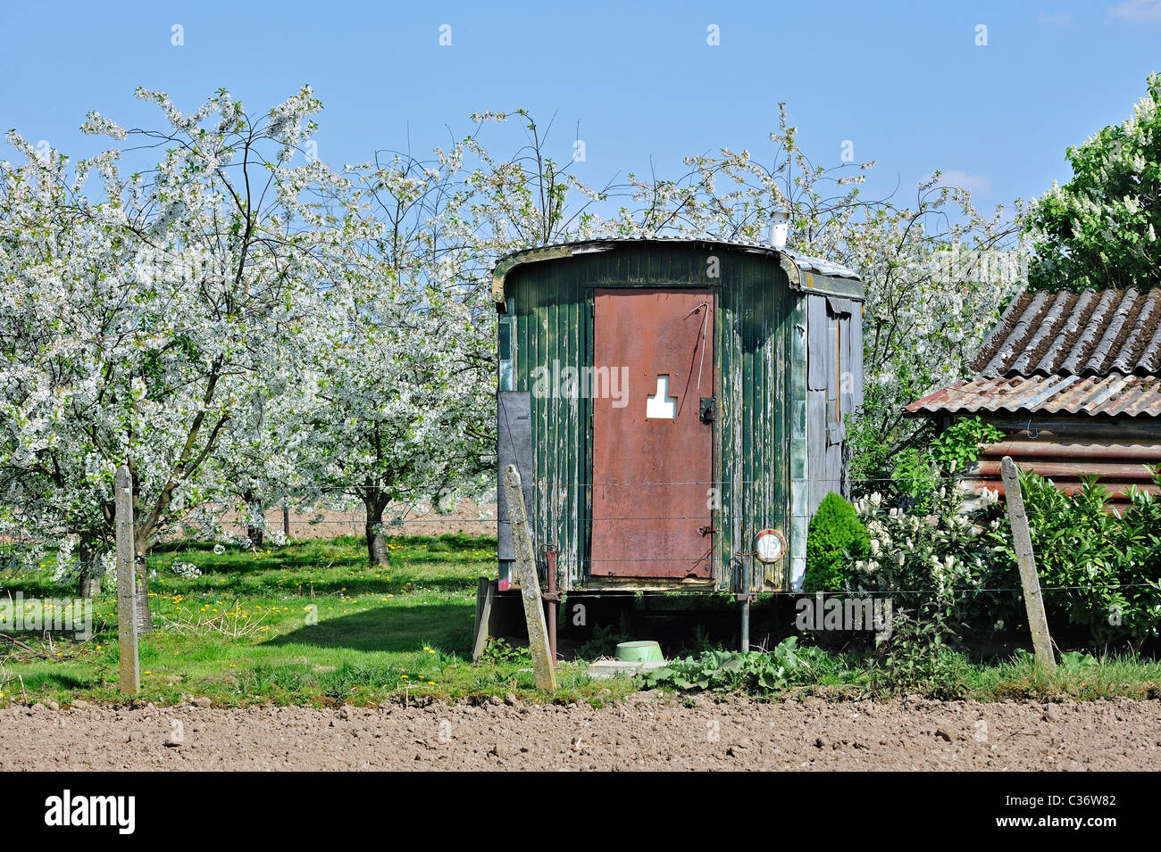 Shack und Hälfte-Standard Baum (Malus Domestica) mit Apfelbäumen blühen im Frühjahr, Hesbaye, Belgien Stockfoto