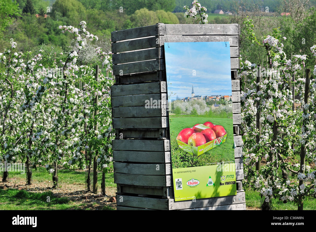 Holzkisten in Hälfte-Standard Jonagold Apfel Baum (Malus Domestica) Obstgarten blüht im Frühjahr, Hesbaye, Belgien Stockfoto