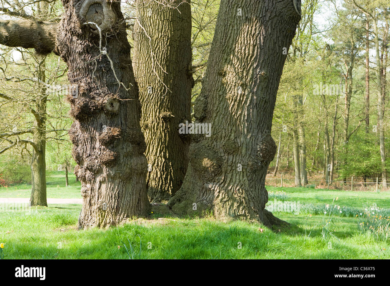 Große Eiche mit mehrfachen Stämmen, Surrey, UK Stockfoto