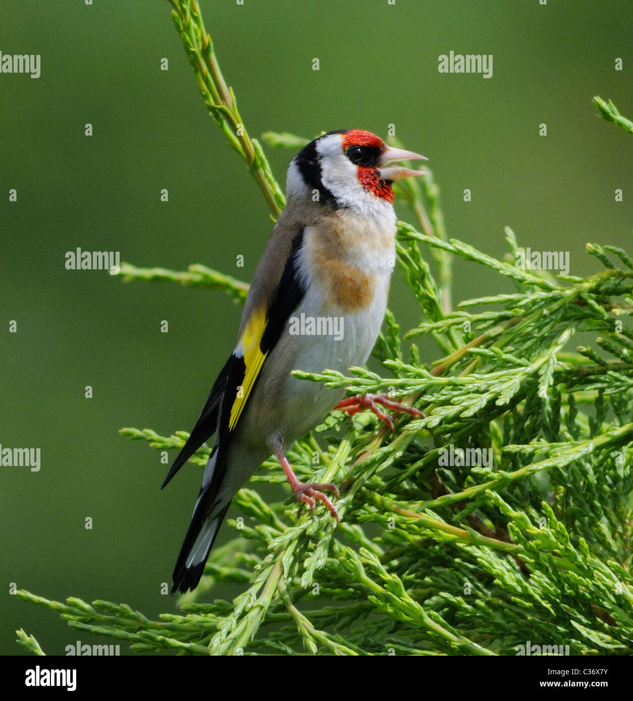Dies ist Stieglitz (Zuchtjahr Zuchtjahr) ein buntes UK ansässigen Gartenvögel. Singen Stockfoto