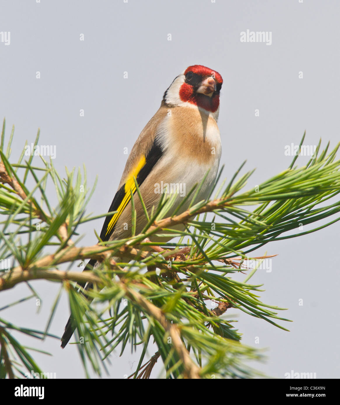 Dies ist ein Stieglitz (Zuchtjahr Zuchtjahr) ein buntes UK ansässigen Gartenvögel. Stockfoto
