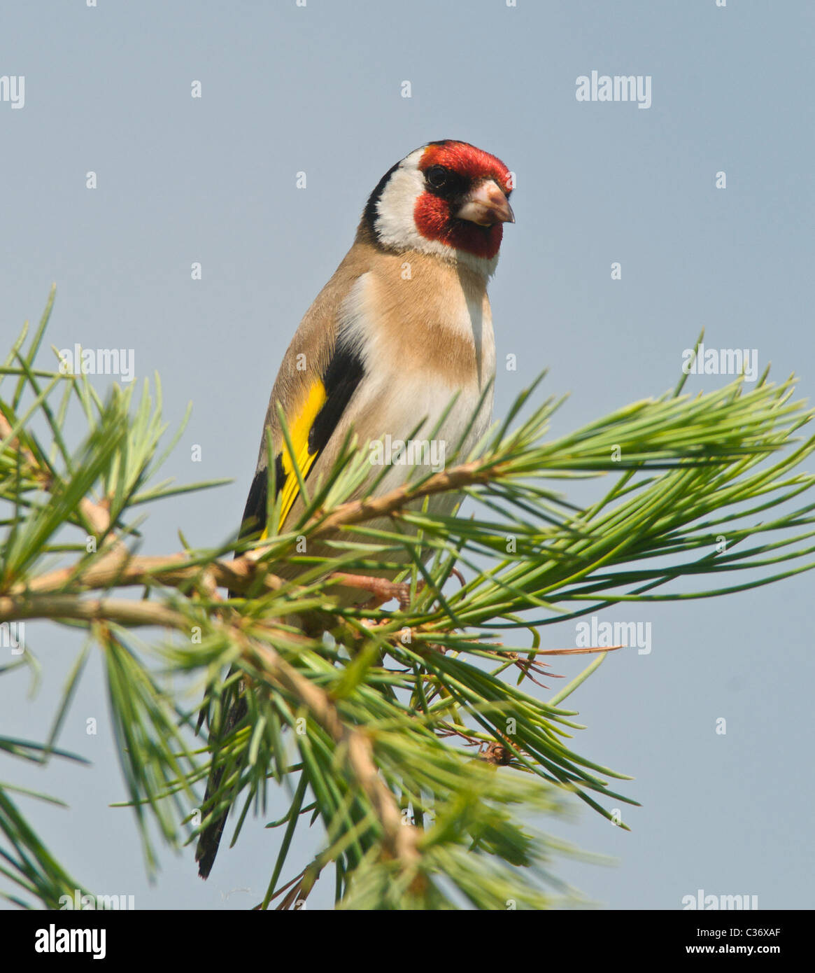 Dies ist ein Stieglitz (Zuchtjahr Zuchtjahr) ein buntes UK ansässigen Gartenvögel. Stockfoto