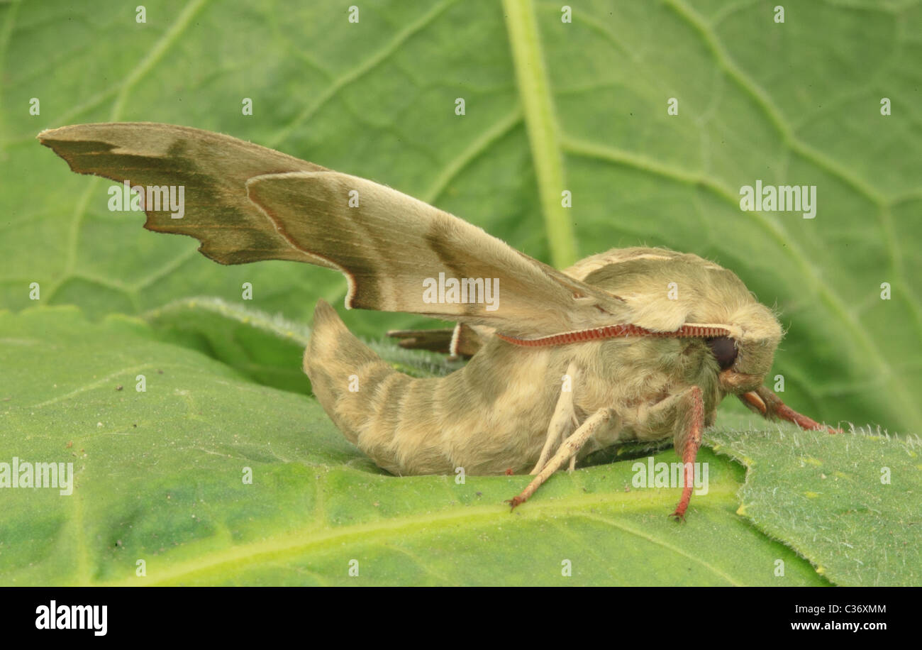 Lime Hawk Moth  Mimas tiliae Stockfoto