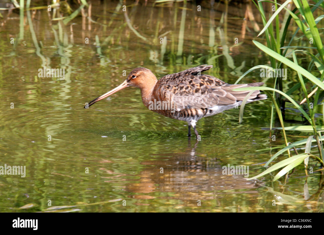 Uferschnepfe, Limosa Limosa, Scolopacidae. Stockfoto