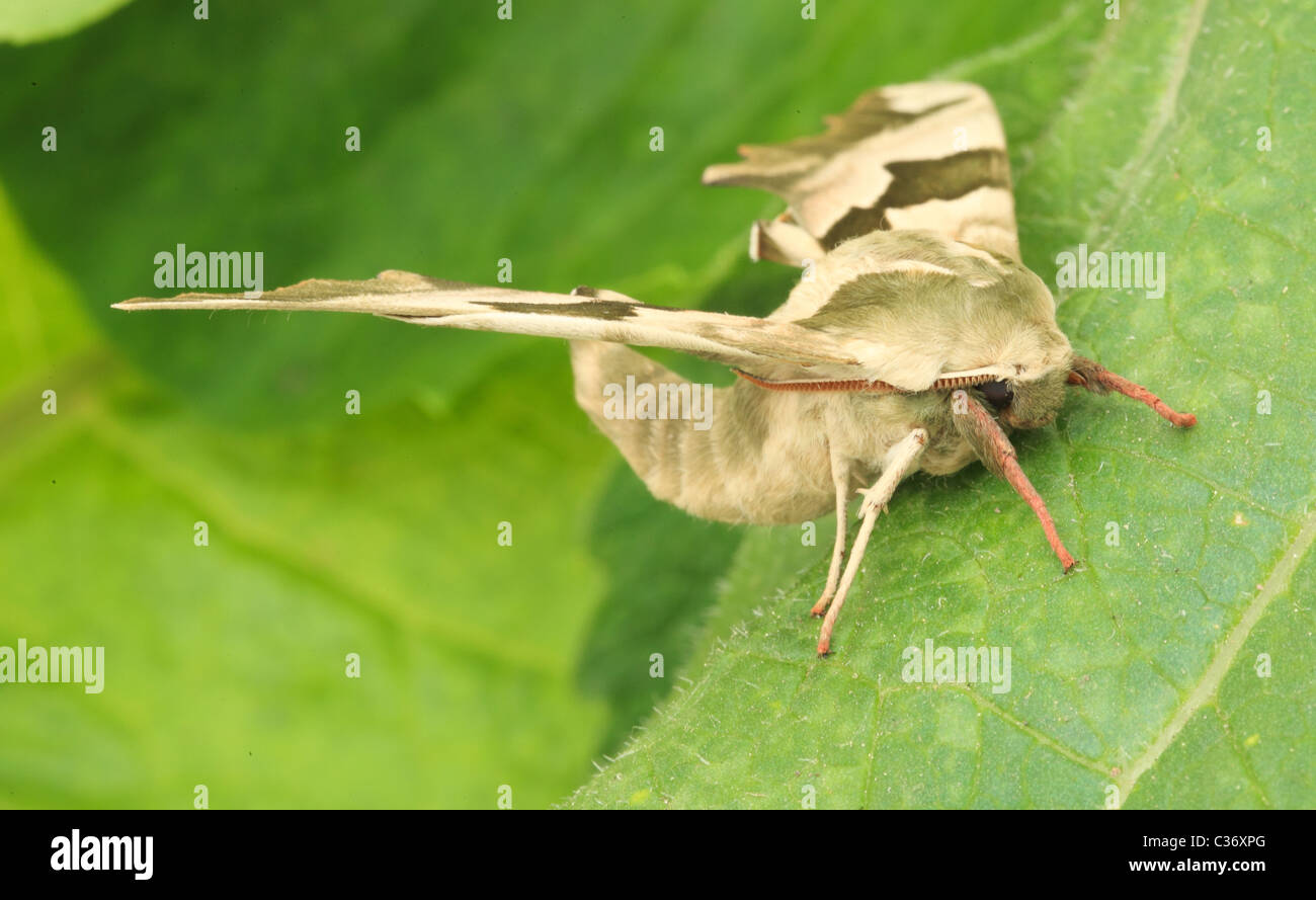 Lime Hawk Moth  Mimas tiliae Stockfoto