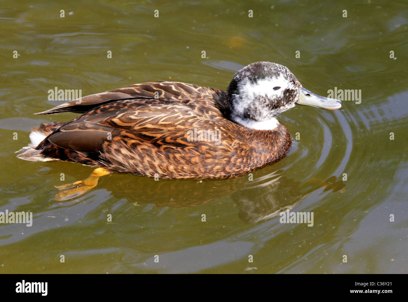 Laysan Teal, Anas Laysanensis, Anatidae. Native Ente von Laysan Insel, Hawaii. Stockfoto