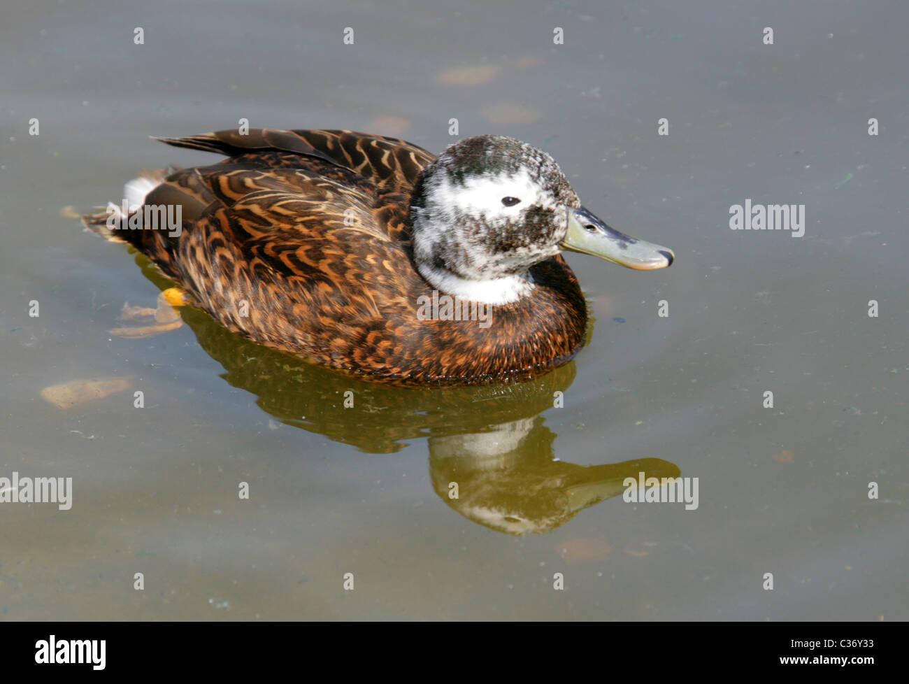 Laysan Teal, Anas Laysanensis, Anatidae. Native Ente von Laysan Insel, Hawaii. Stockfoto