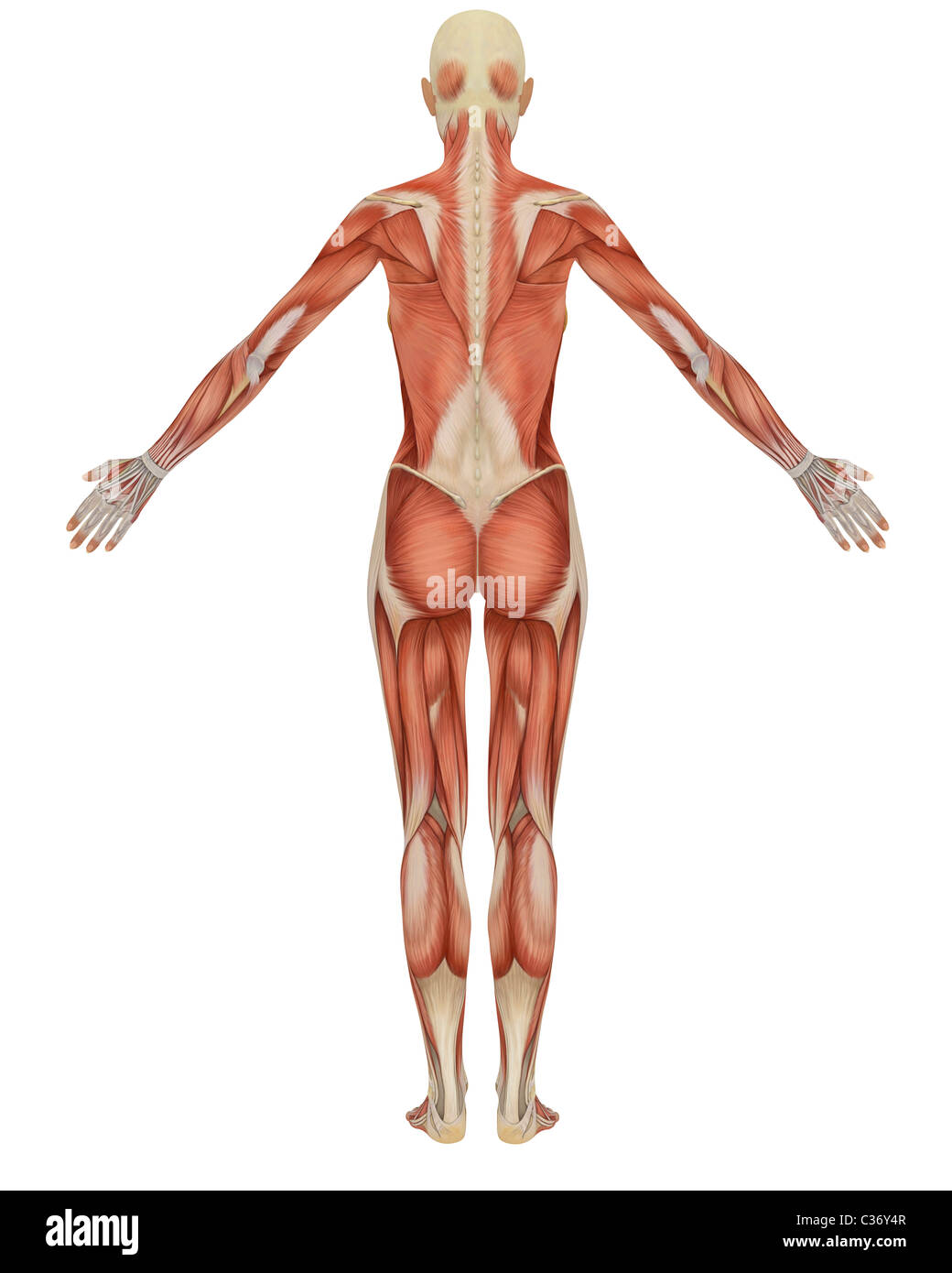 Rückansicht der weiblichen Anatomie der Muskulatur. Sehr lehrreich. Stockfoto