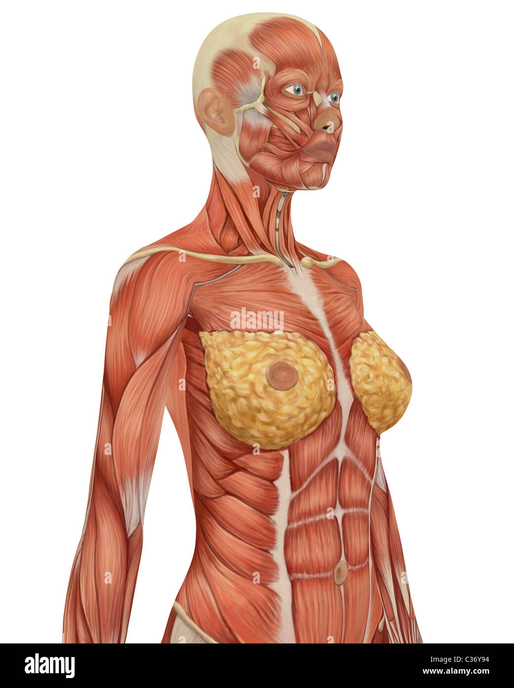 Seitlicher Blick auf den Oberkörper der weiblichen Anatomie der Muskulatur. Sehr lehrreich. Stockfoto