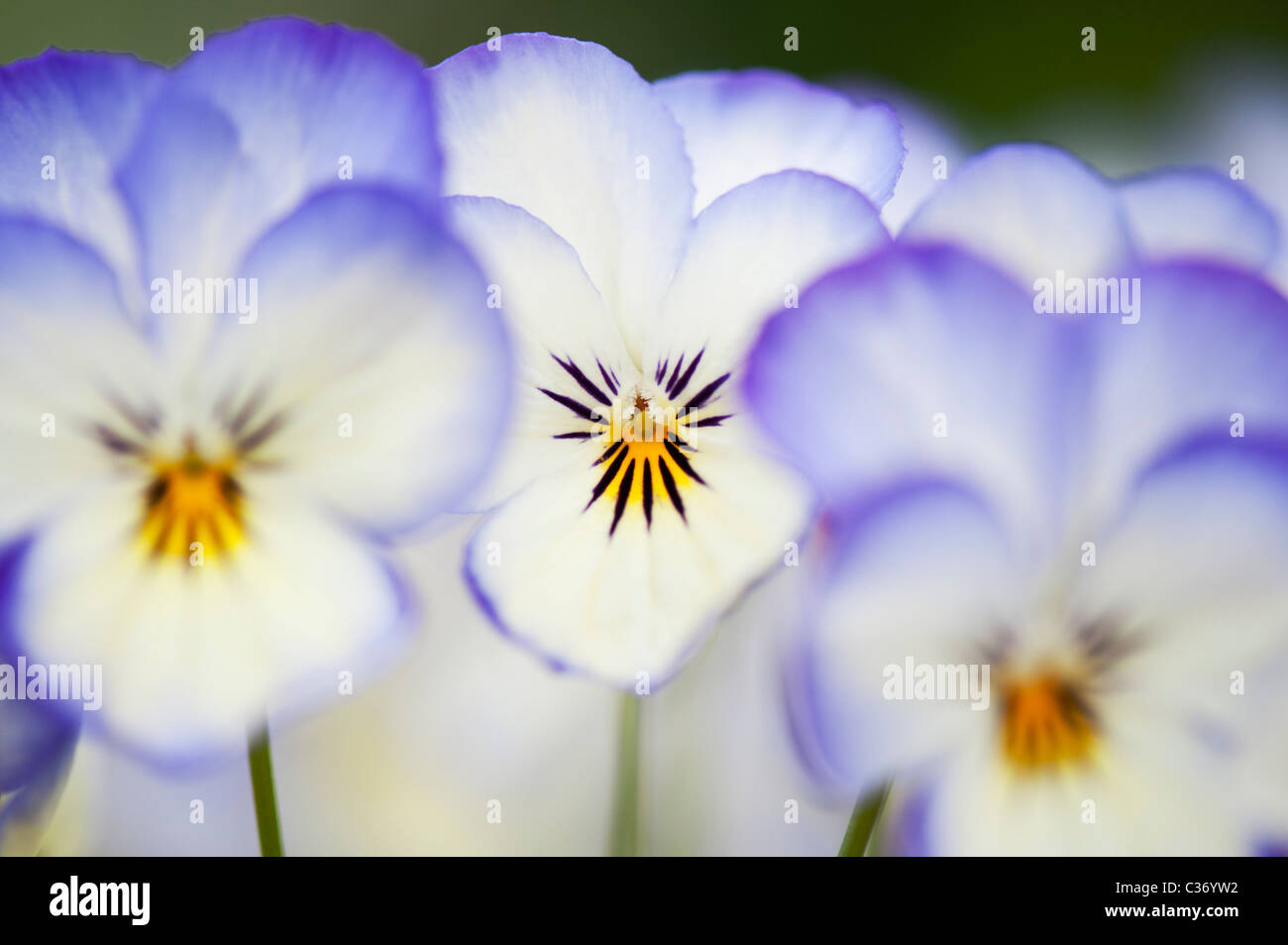 Viola Sorbet 'Kokosnuss Wirbel' Blumen Stockfoto