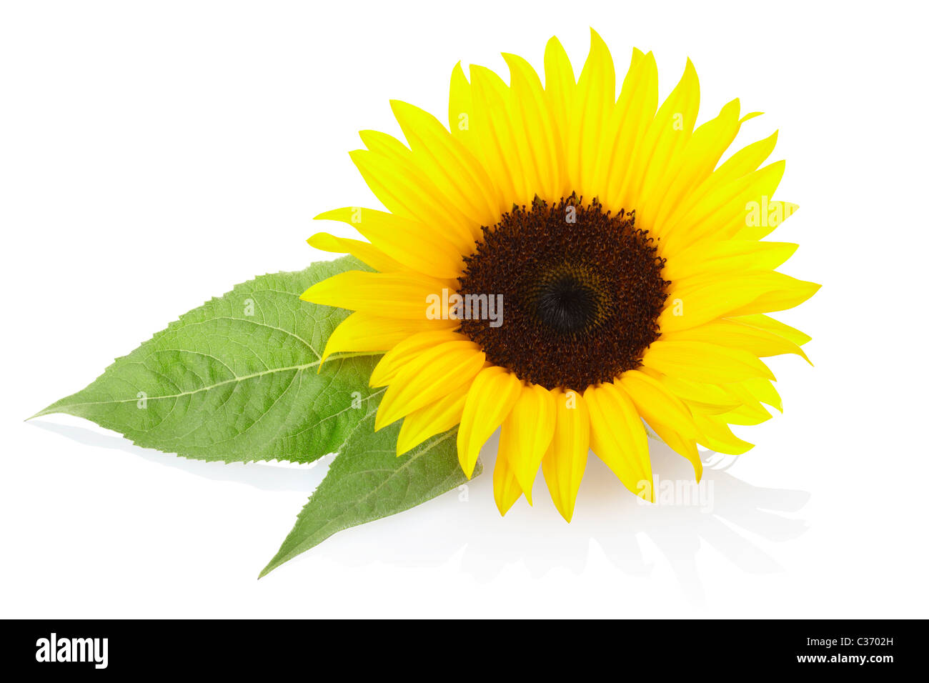 Sonnenblume Stockfoto