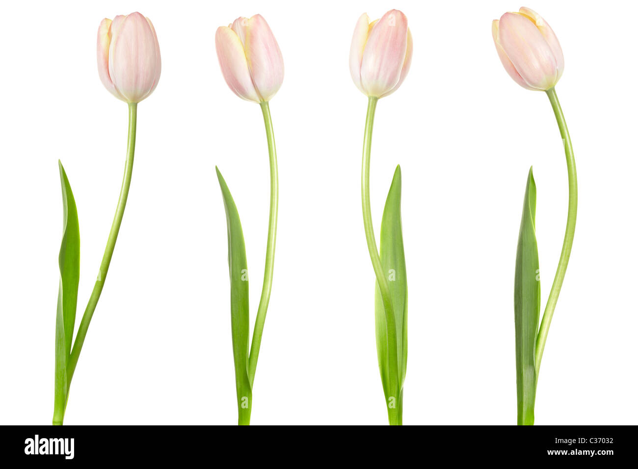 Tulpen, isoliert Stockfoto