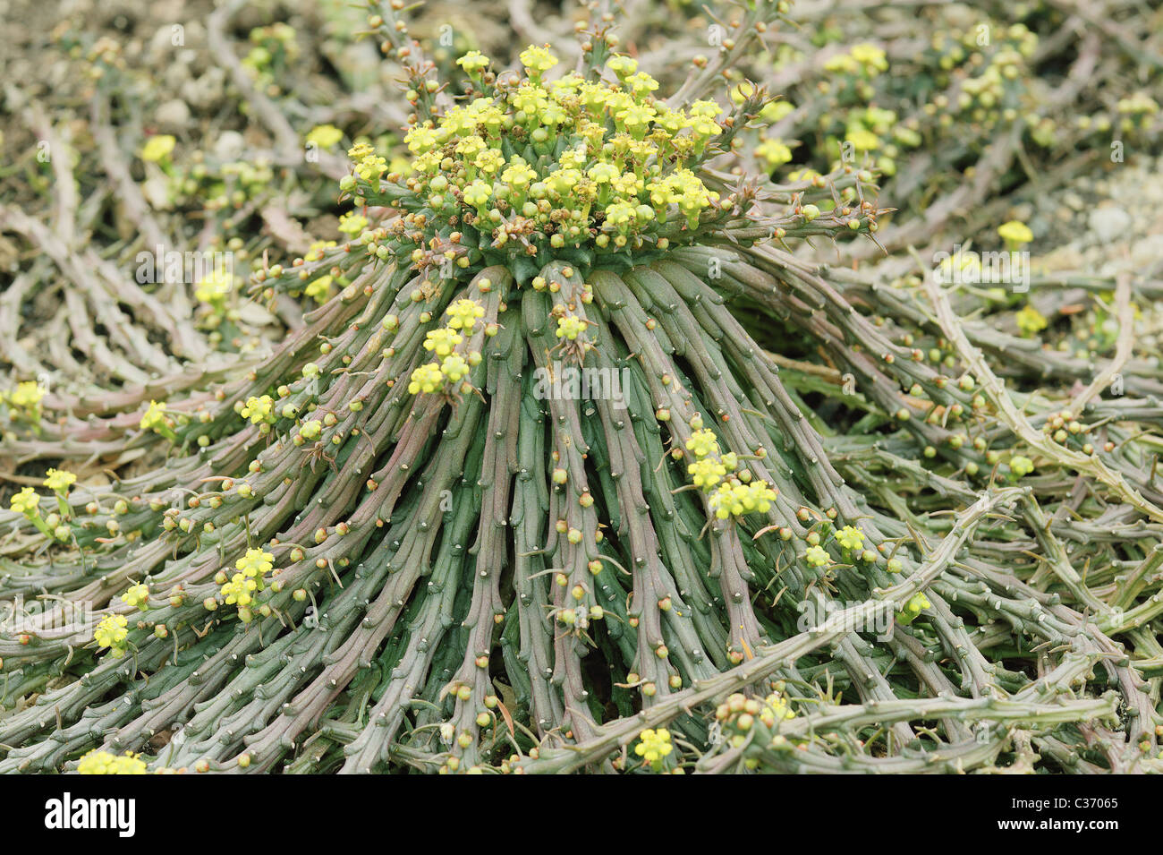 Euphorbia Caput Medusen blühen Medusenhaupt s Stockfoto