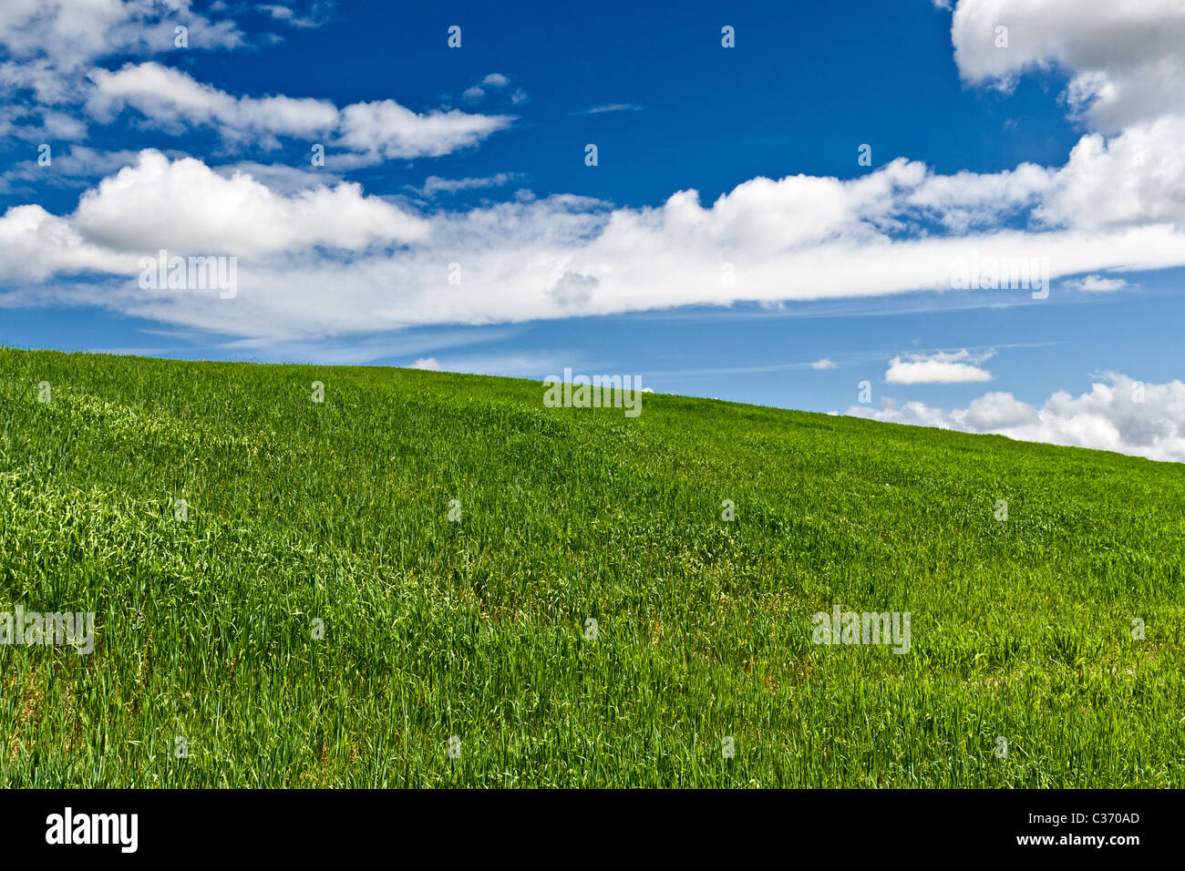 Grünes Feld mit blauem Himmel und Wolken im Hintergrund Stockfoto