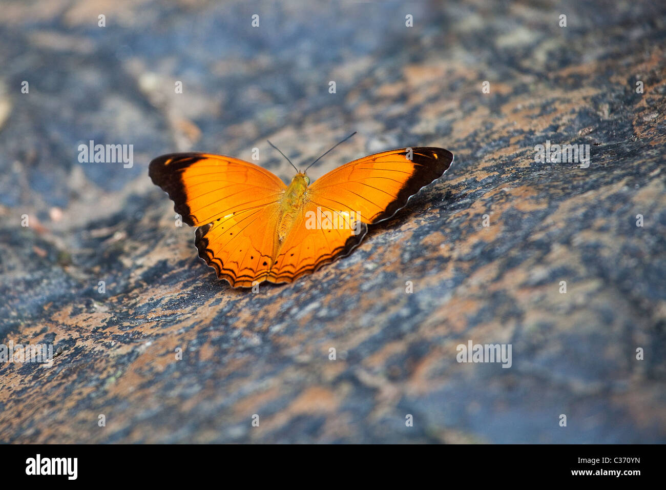 Schmetterling ruht auf einem Stein, Malaysia Stockfoto